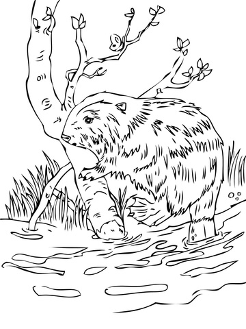 European Beaver Coloring Page